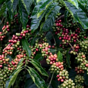Ruta del Café de Veracruz: Coatepec, Xico, Coscomatepec
