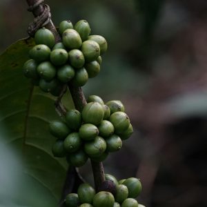 Ruta del Café en Coatepec o Pluma Hidalgo