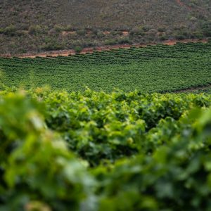 Valle de Guadalupe: tres casas boutique con sommelier